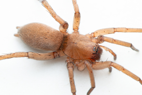 Drassodes pubescens