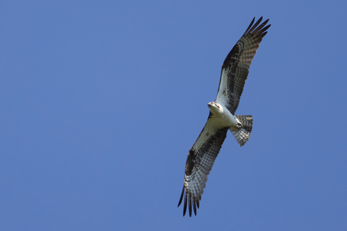 iNaturalist observation photo of Osprey