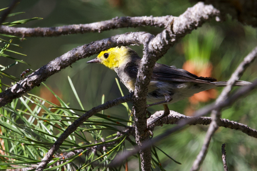 iNaturalist observation photo of Hermit Warbler