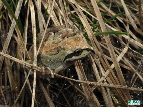 iNaturalist observation photo of Pacific chorus frog