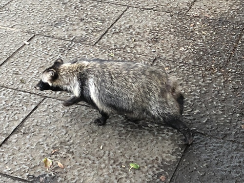 Japanese Raccoon Dog