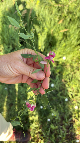 tuberous pea