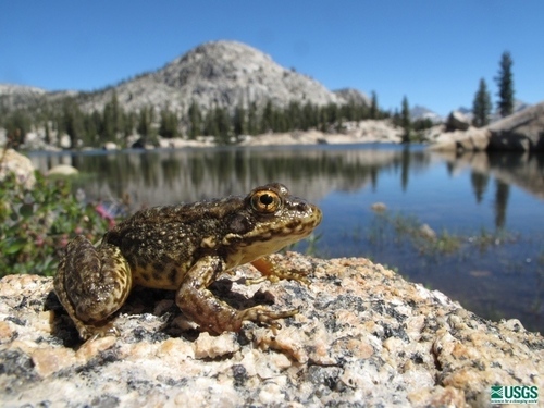 How to identify Rana sierrae Camp, 1917