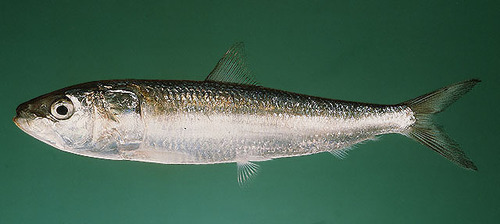 Indian Oil Sardine
