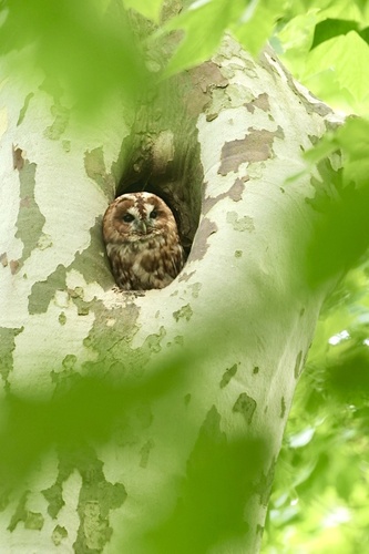 View observation of {o.common_name} on iNaturalist