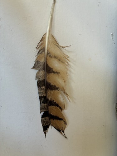View observation of {o.common_name} on iNaturalist