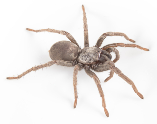 False Tarantula
