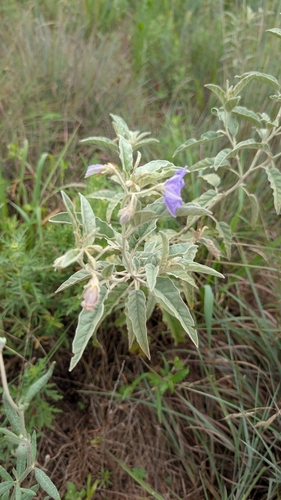 silverleaf nightshade