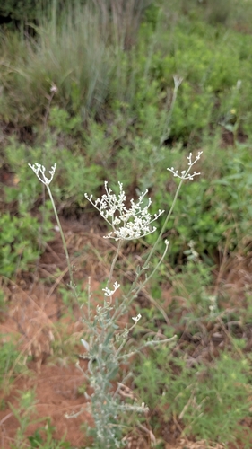 annual buckwheat