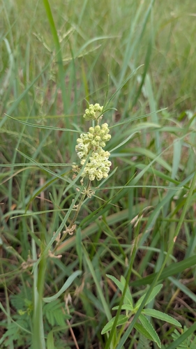 slimleaf milkweed