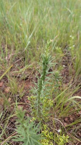 dotted gayfeather