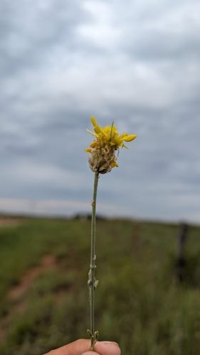 Golden Prairie Clover