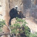 Langur Negro de Cabeza Blanca - Photo (c) HUANG QIN, todos los derechos reservados, subido por HUANG QIN