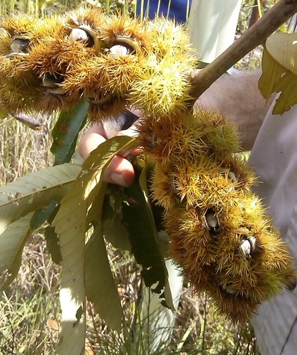 Ozark Chinquapin