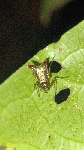 Micrathena plana