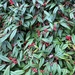Willow-leaved Cotoneaster - Photo (c) Allison Gray, all rights reserved, uploaded by Allison Gray