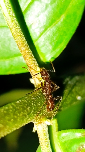 Ectatomma tuberculatum