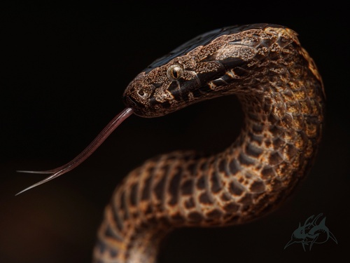 Golden-crowned Snake sighting
