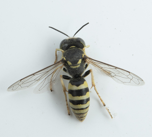 iNaturalist observation photo of Bembicina
