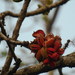 Sterculia villosa - Photo (c) Saniya Chaplod, todos los derechos reservados