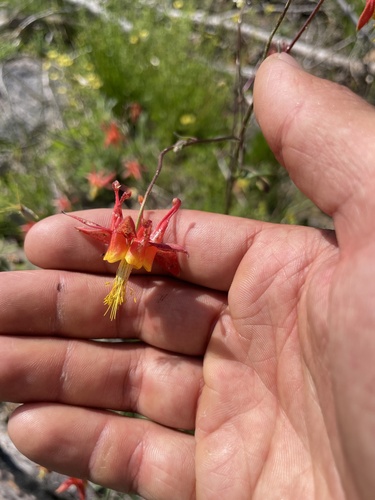 iNaturalist observation 2025-07-12