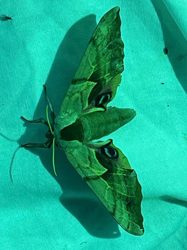 iNaturalist observation photo of Western Eyed Sphinx