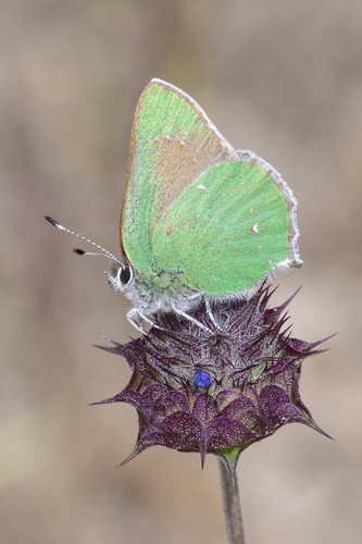 iNaturalist observation photo of Lotus Hairstreak