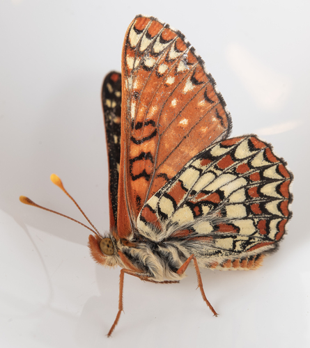 iNaturalist observation photo of Variable Checkerspot