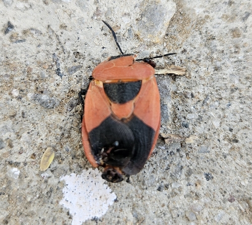Coridius ianus