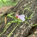 垂花水竹芋 - Photo (c) Juan Carlos Ordoñez Jimenez，保留所有權利