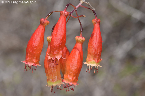 Combretum grandidieri