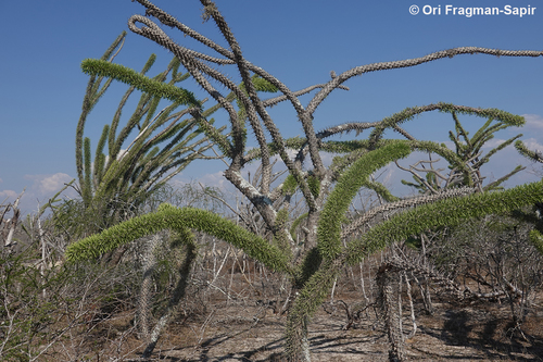 Madagascar Octopus Tree