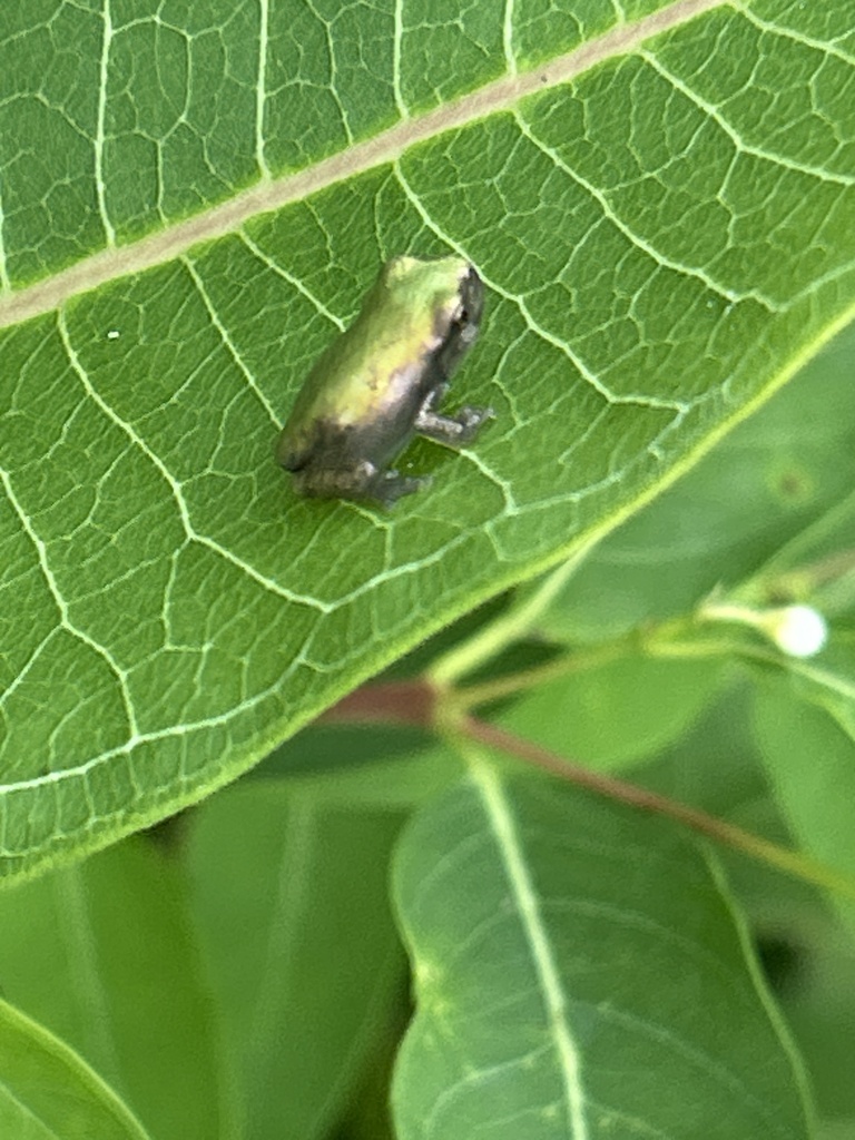 Gray Treefrog Species Complex from Alpha Ridge Park, Marriottsville, MD ...