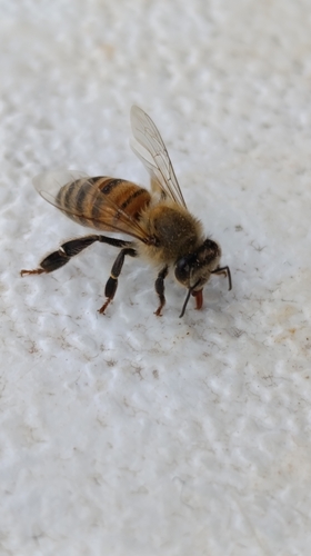 Western Honey Bee