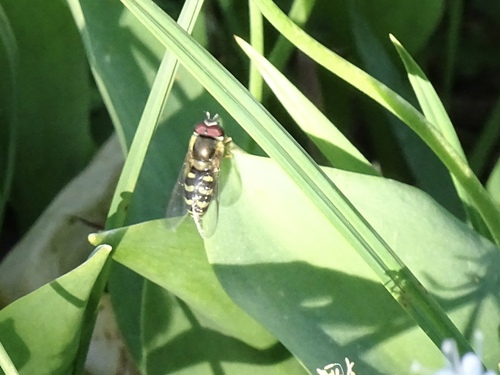 Unknown species found near Glacier County, MT, USA