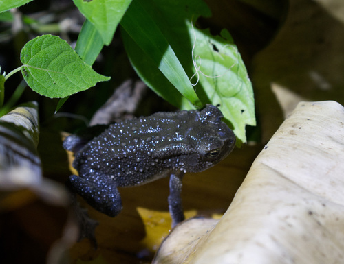 Asian Common Toad