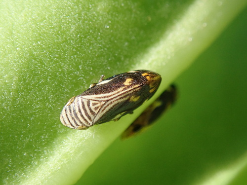 Clovia eximia