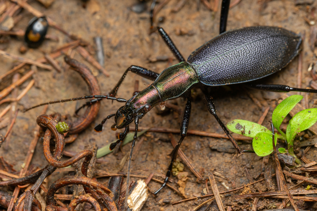 Snail-eating Beetle (Carabus blaptoides) · iNaturalist