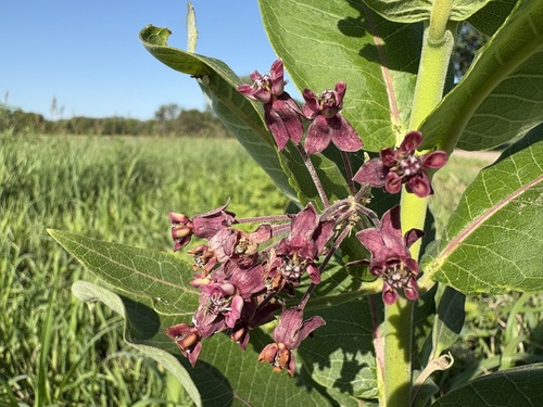 common milkweed
