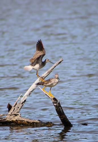 Lesser Yellowlegs