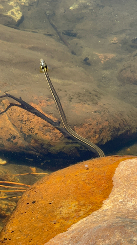 iNaturalist observation photo of Sierra Garter Snake