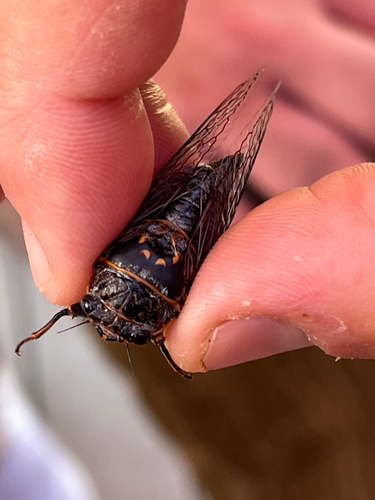 iNaturalist observation photo of Mountain Cicada