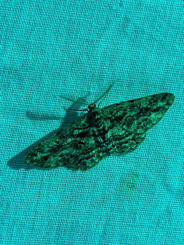 iNaturalist observation photo of Geometer Moths