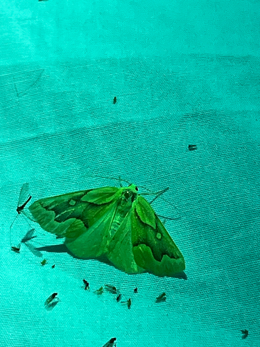 iNaturalist observation photo of Golden Girdle