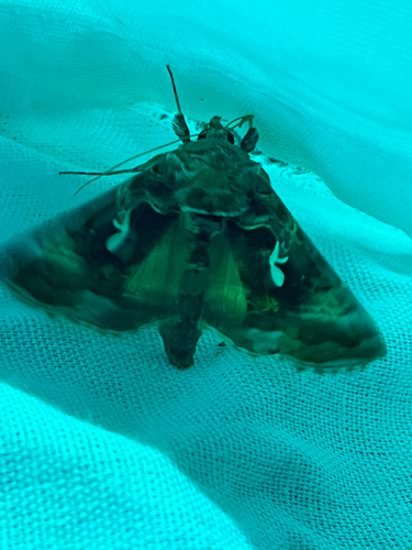 iNaturalist observation photo of Autographa