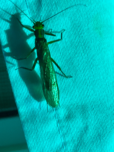 iNaturalist observation photo of Perloidea