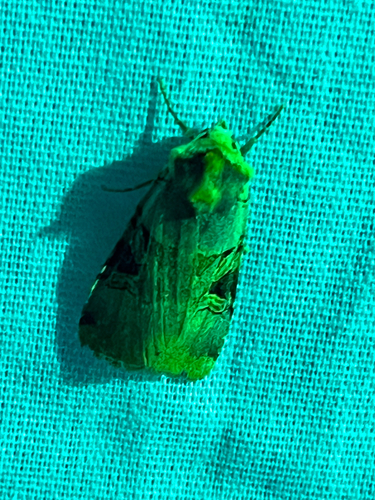 iNaturalist observation photo of Ruby Dart