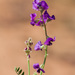 Dampier Pea - Photo (c) williamdomenge9, all rights reserved, uploaded by williamdomenge9