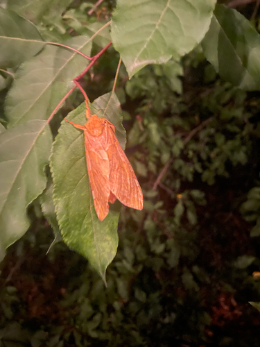 Four-spotted Ghost Moth