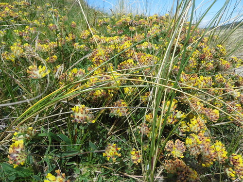 Paprastasis perluotis nuotrauka